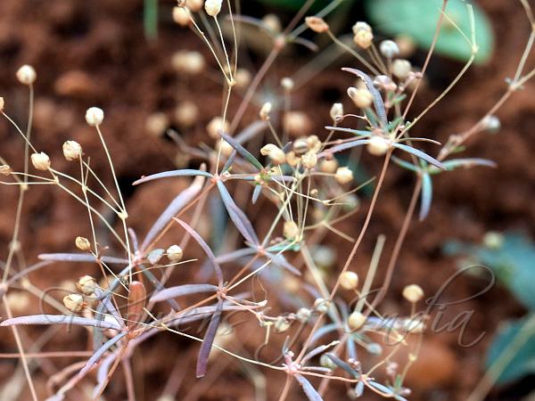 Thread-Stem Carpetweed